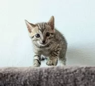 ベンガル【静岡県・女の子・2024年9月26日・ブラウンスポテッドタビー【ロゼット】】の写真3