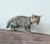 ベンガル【静岡県・女の子・2024年9月26日・ブラウンスポテッドタビー【ロゼット】】の写真4