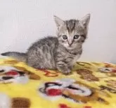 マンチカン(短足)【静岡県・女の子・2024年1月20日・ブラウンパッチドタビー】の写真4