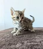 ベンガル【静岡県・女の子・2024年9月26日・ブラウンスポテッドタビー【ロゼット】】の写真4