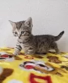 マンチカン(短足)【静岡県・女の子・2024年1月20日・ブラウンパッチドタビー】の写真5