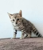 ベンガル【静岡県・女の子・2024年9月26日・ブラウンスポテッドタビー【ロゼット】】の写真5