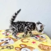 ベンガル【静岡県・男の子・2024年8月16日・シルバースポテッドタビー【ロゼット】】の写真5