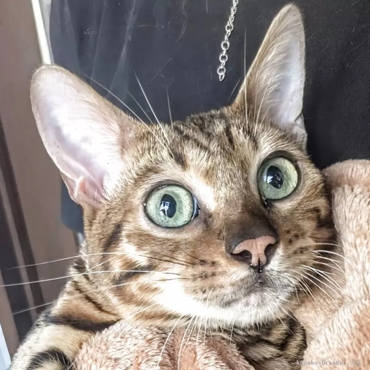 ベンガル【静岡県・男の子・2025年3月2日・ブラウンスポテッドタビー(ロゼット)】の写真1「良く遊んで良く食べる元気いっぱいな子です。」