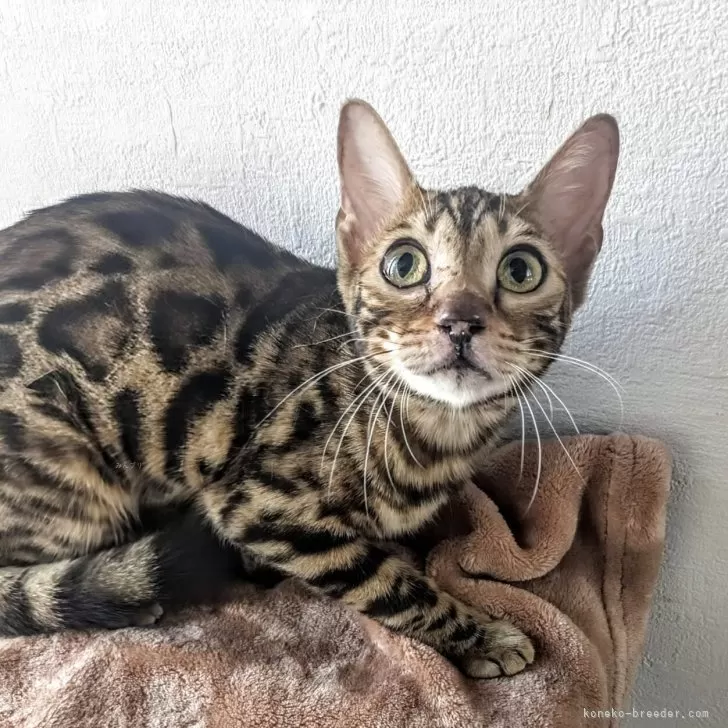 ID：2505-02340の子猫