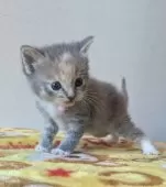 マンチカン(長足)【静岡県・女の子・2024年12月27日・ブルーパッチドタビーアンドホワイト】の写真2