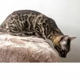 ベンガル【静岡県・男の子・2025年3月2日・ブラウンスポテッドタビー(ロゼット)】の写真5