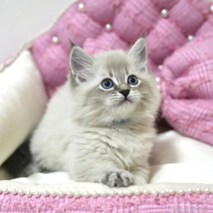 ID：2309-01967の子猫