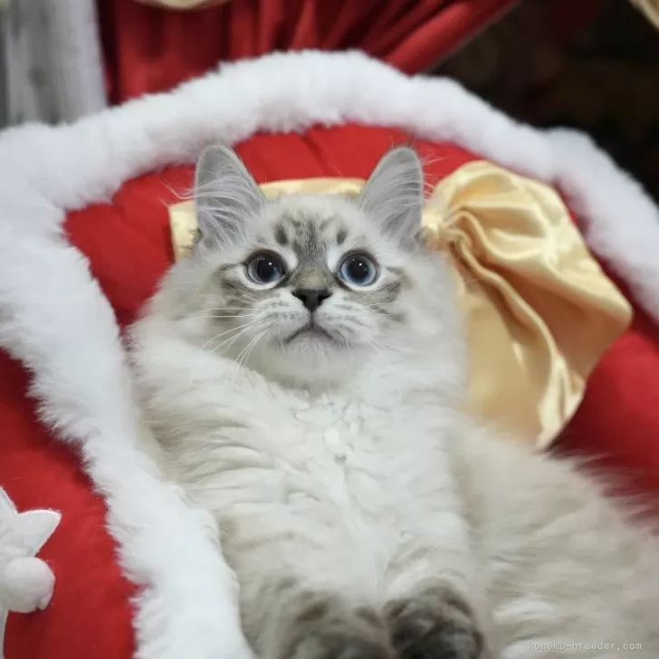 ID:2402-00398の子猫