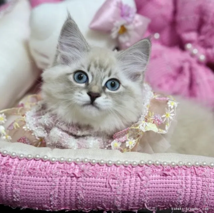 ID：2309-02697の子猫