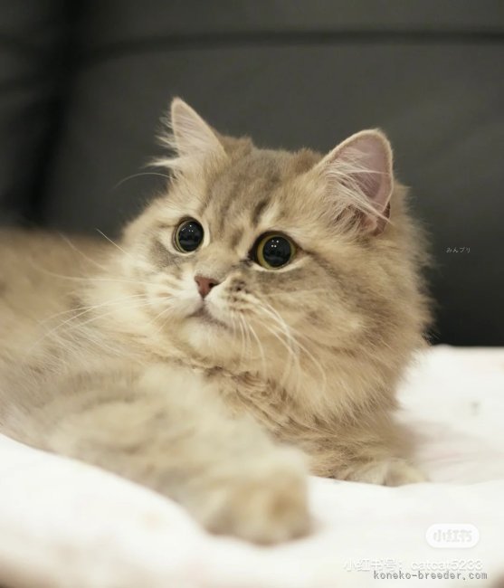 サイベリアン【・女の子・2021年10月3日・ブルーマッカレルタビー】