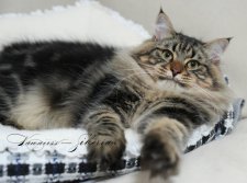 サイベリアン【・男の子・2022年11月13日・ブラウンタビー】