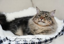 サイベリアン【・男の子・2022年11月13日・ブラウンタビー】