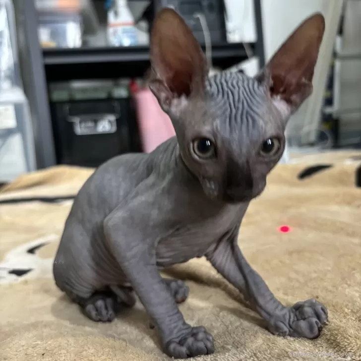 ID：2406-03587の子猫