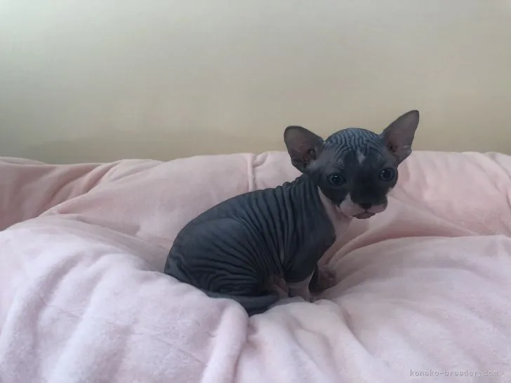 ID：2211-01812の子猫