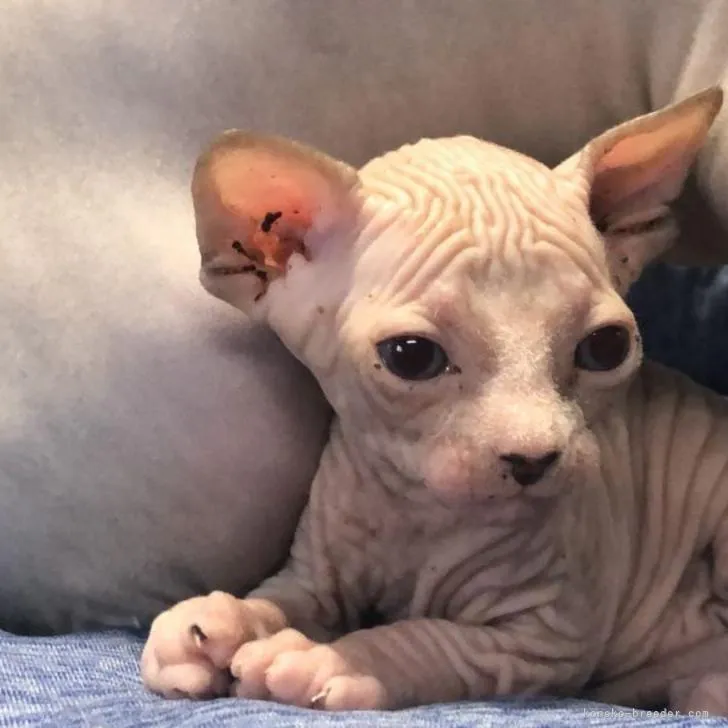 ID:2207-03094の子猫