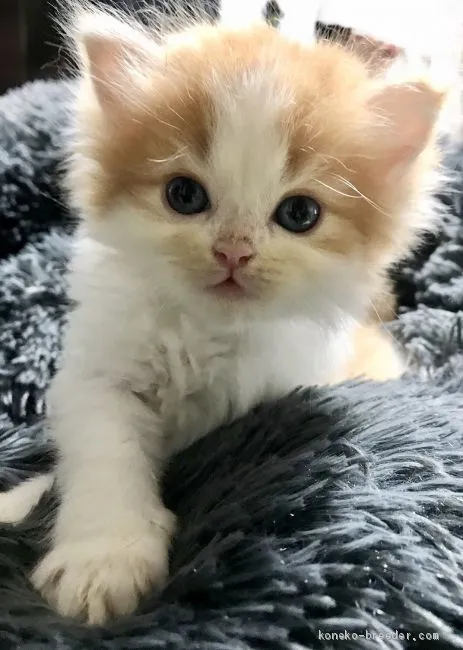 ID：2009-01150の子猫