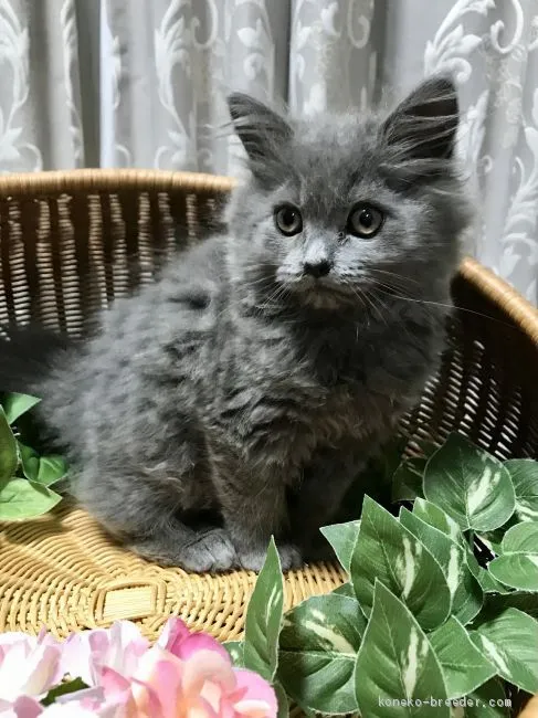 ID：2102-00528の子猫