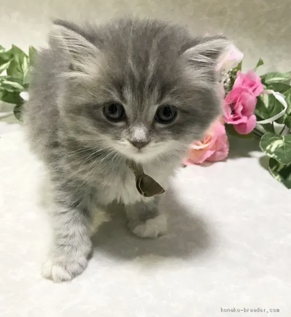 ID：2009-00078の子猫