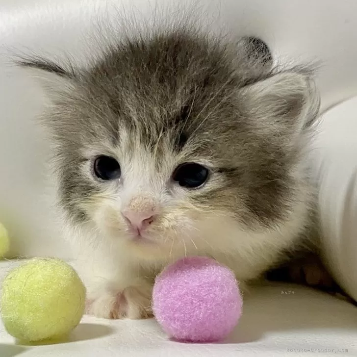 ID:2409-02488の子猫