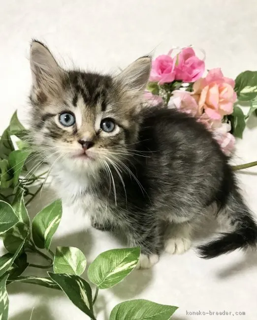 ID：2010-00218の子猫