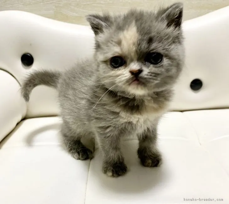 ID:2201-01386の子猫