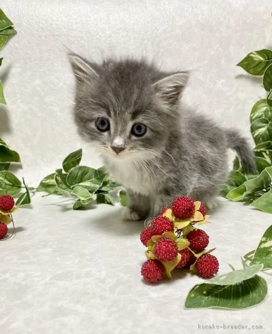 ID:2109-02682の子猫