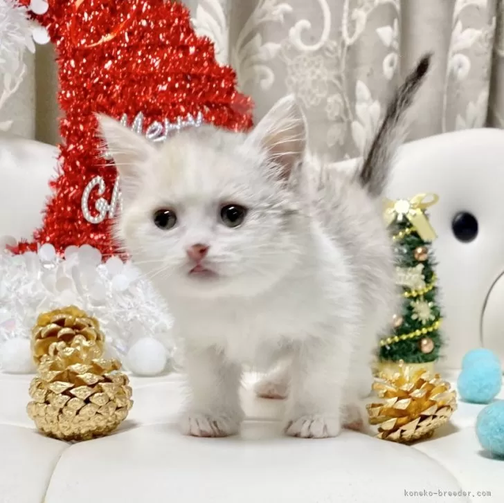 ID：2411-01694の子猫