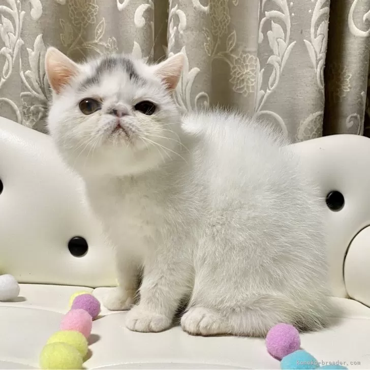 ID：2409-00740の子猫