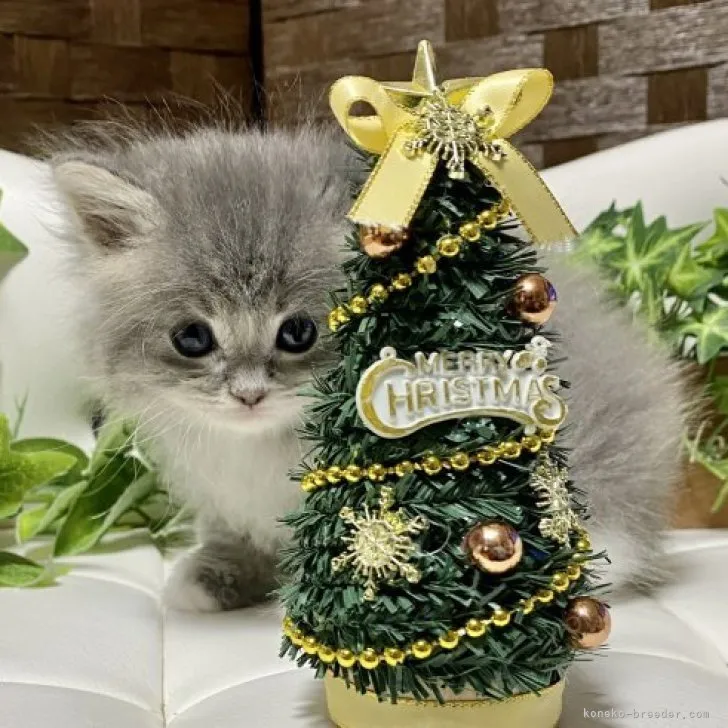 ID：2311-01779の子猫