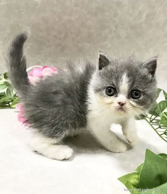 ID：2010-00735の子猫