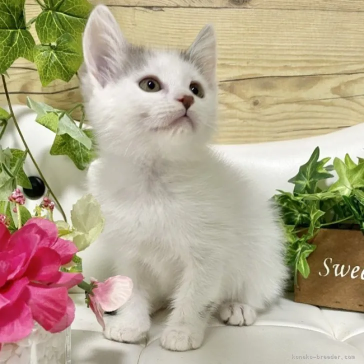 ID：2306-00446の子猫