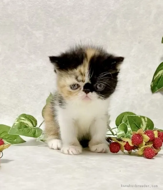 ID:2110-01325の子猫