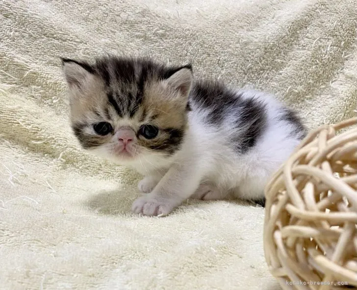 K・M 様のお迎えした子猫