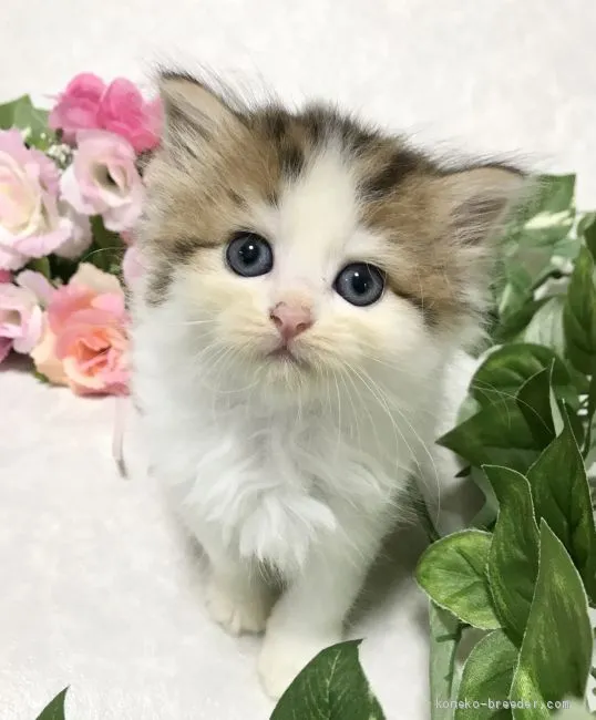 ID:2009-01156の子猫
