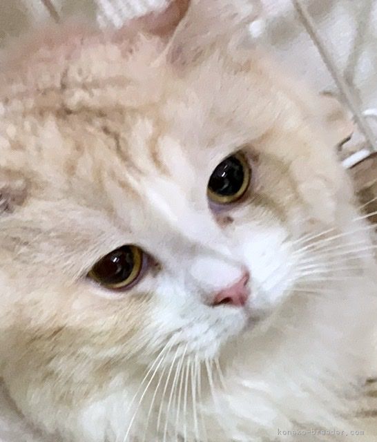 サイベリアン【・男の子・2018年1月25日・レッド &amp;ホワイト】