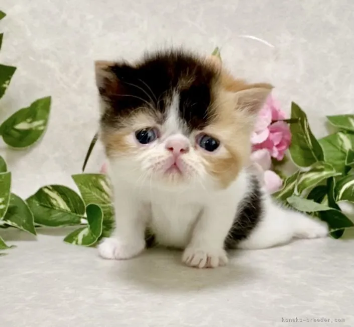 ID:2108-00121の子猫