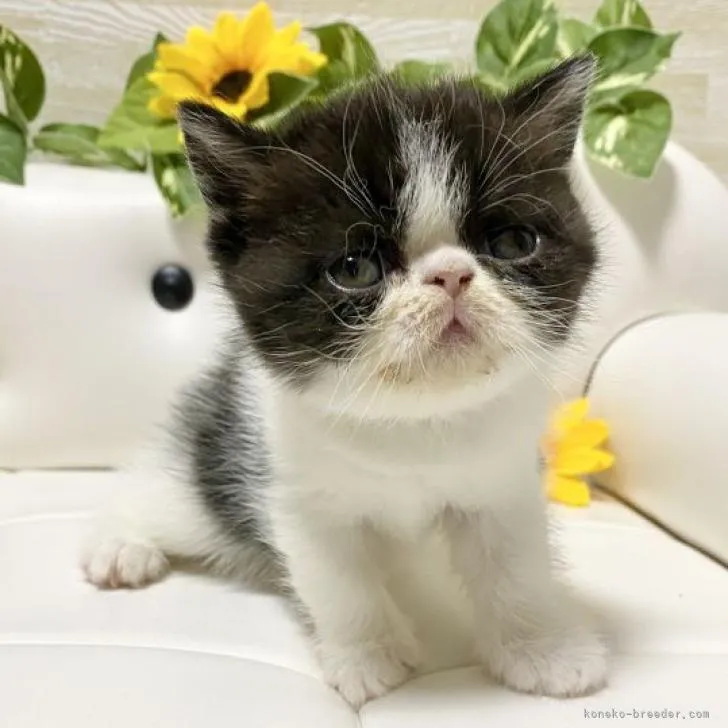 ID：2206-03233の子猫