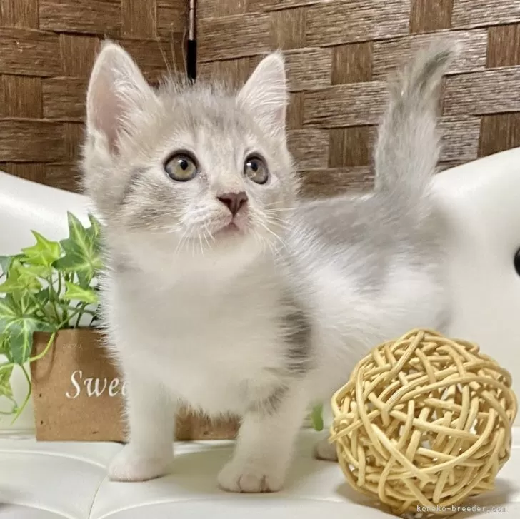 マンチカン(長足)【愛知県・男の子・2024年4月2日・ブルータビー/ホワイト】の写真1