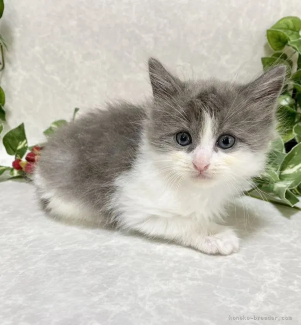 ID：2109-00674の子猫