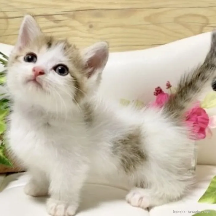 マンチカン(短足)【愛知県・女の子・2023年5月22日・ブラウンタビー/ホワイト】の写真1