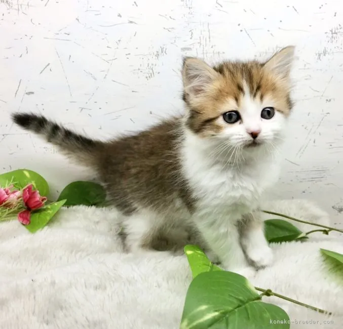 ID：2111-00004の子猫