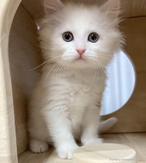 ID：2202-01722の子猫