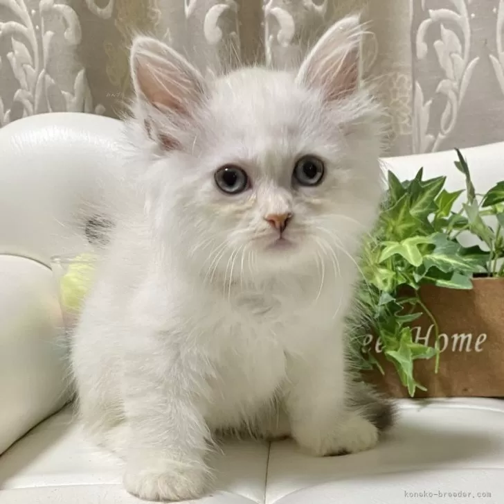 ID：2407-00968の子猫