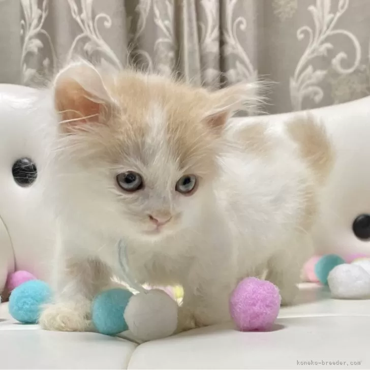 ID：2409-02491の子猫