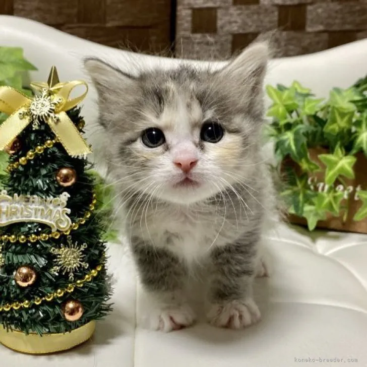 ID：2312-01083の子猫