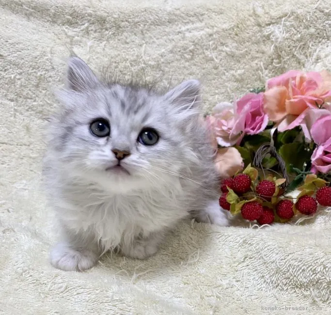 M.N 様のお迎えした子猫