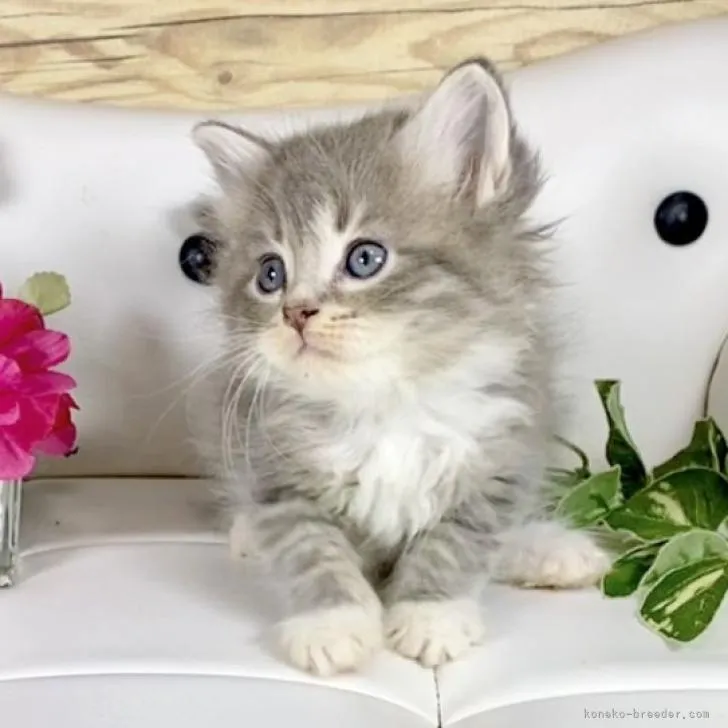 ID：2302-00175の子猫