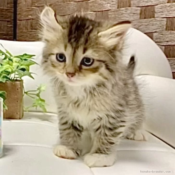 ID：2405-00838の子猫