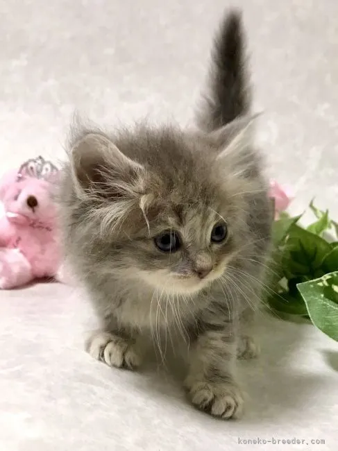 ID:2103-01194の子猫